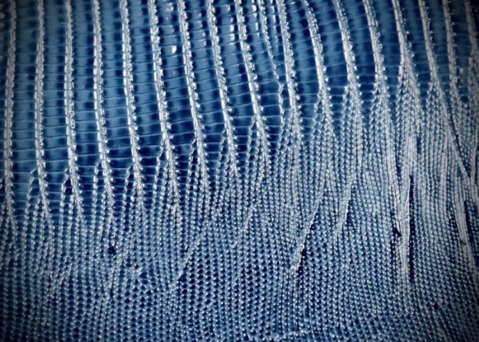 Blue lizard leather detail on a Tecovas boot, The Man's Shop, Arlington